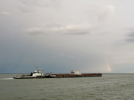Retas svečias Kuršių mariose